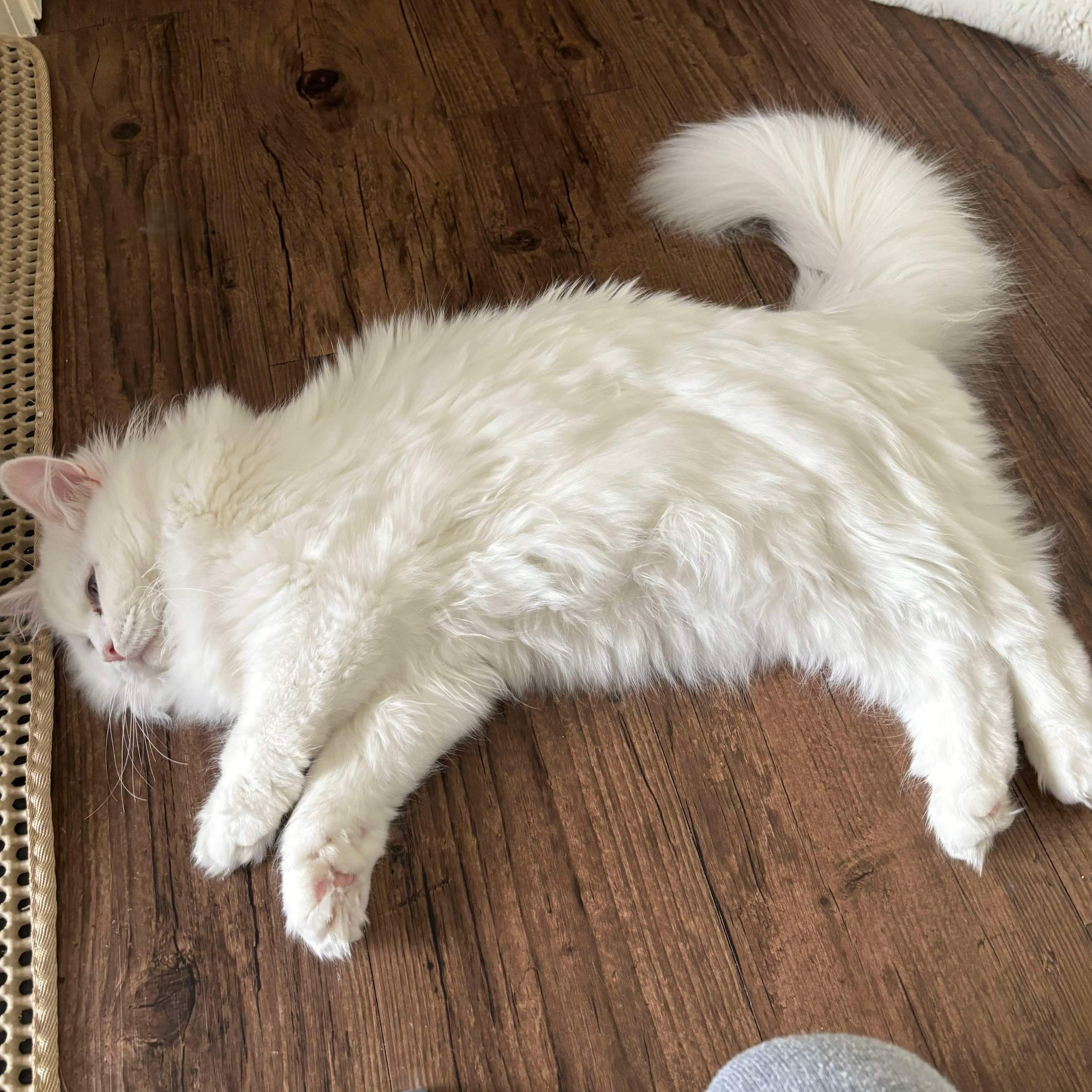 Sakura the Siberian kitten resting